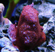 reefrick.M's Avatar