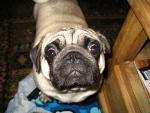 pugbreath13's Avatar