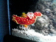 Mr.Nudibranch's Avatar