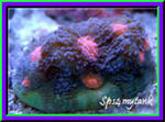 sps4mytank's Avatar