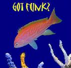 FunkieReefJunkie's Avatar