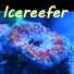 icereefer's Avatar