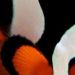 ExtremeClownfish's Avatar