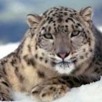 Snow Leopard's Avatar