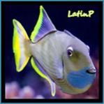 LatinP's Avatar