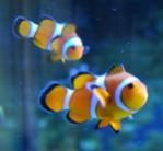 clownfish14's Avatar