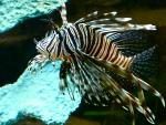 StephLionfish's Avatar