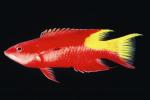 Cuban Hogfish's Avatar