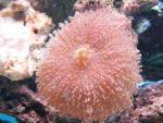 DESERTCORALS's Avatar