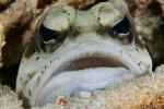 JawFish559's Avatar