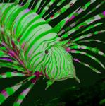 Green_Lionfish's Avatar