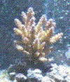 acropora1981's Avatar