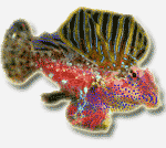 TheMandarinFish's Avatar